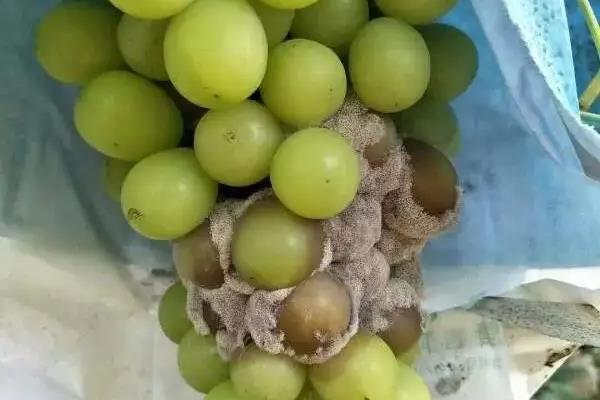 葡萄的16种病害