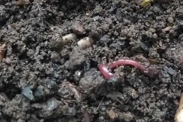 蚯蚓喜欢什么样的土壤