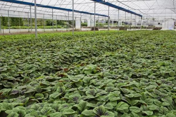 温室种植蔬菜方法