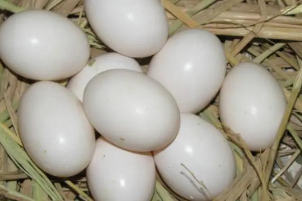 如何判断鸽子蛋已经不能孵化