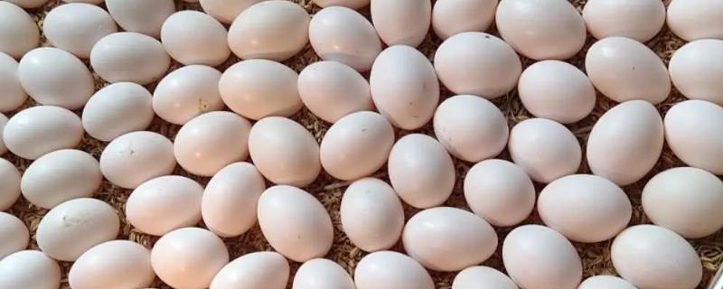 如何判断鸽子蛋已经不能孵化