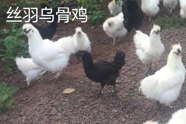 黑色的鸡是什么鸡