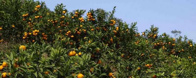 江西柑橘产地在哪里