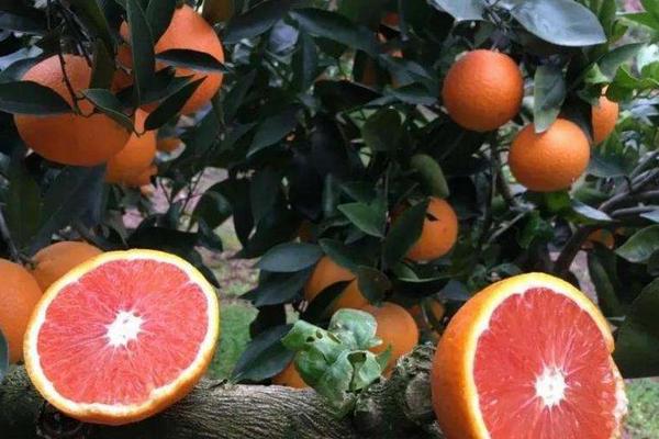 柑橘的种类有哪些