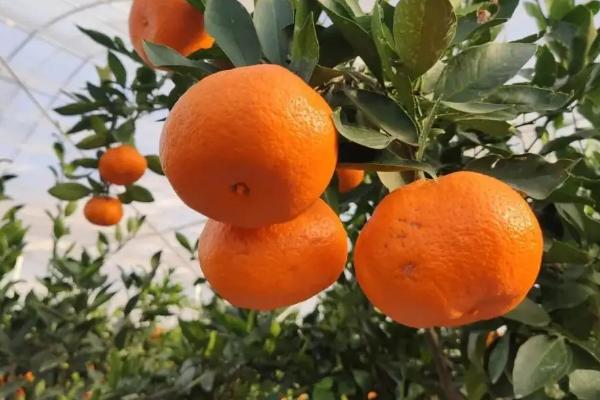 钙镁磷肥对柑橘的作用及功能