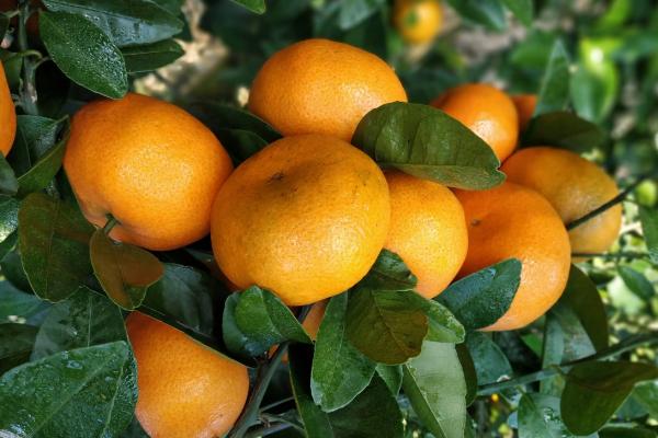 钙镁磷肥对柑橘的作用及功能