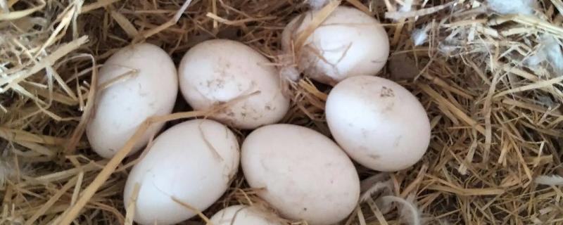 35天了小鹅还不出壳，鹅蛋孵化后期死胎是什么原因