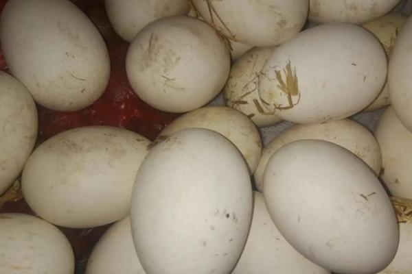 35天了小鹅还不出壳，鹅蛋孵化后期死胎是什么原因