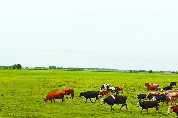 畜牧业分为哪几种类型