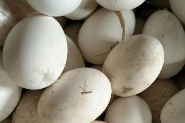 鹅蛋发育对照图图片