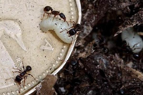 蚂蚁怎么养