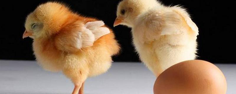 没有公鸡的鸡蛋能孵出小鸡吗，孵小鸡多久翻一次蛋
