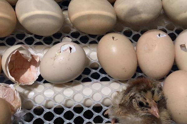 没有公鸡的鸡蛋能孵出小鸡吗，孵小鸡多久翻一次蛋
