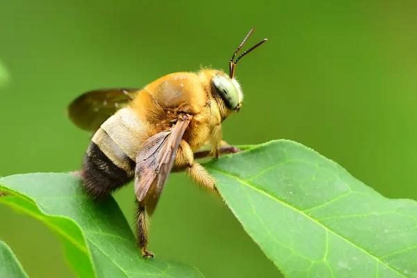 木蜂钻木头怎么办，木蜂的毒性强吗