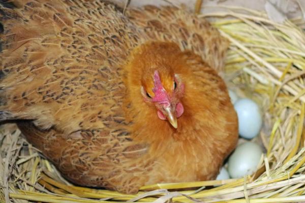 母鸡抱窝催醒的简易方法，母鸡抱窝多久吃一次食