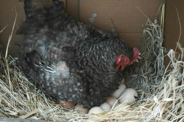 母鸡抱窝催醒的简易方法，母鸡抱窝多久吃一次食