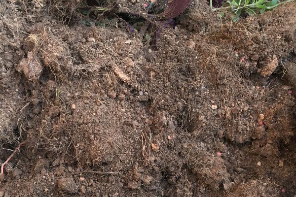 种菜的土壤怎么制作?种菜的土壤是酸性好还是碱性好