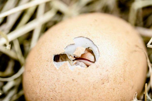 小鸡22天没出壳能不能敲破，小鸡出壳多久可以喂食喂水