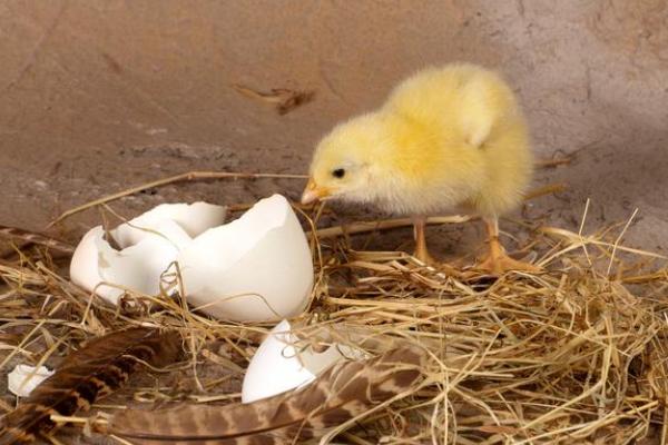 小鸡22天没出壳能不能敲破，小鸡出壳多久可以喂食喂水