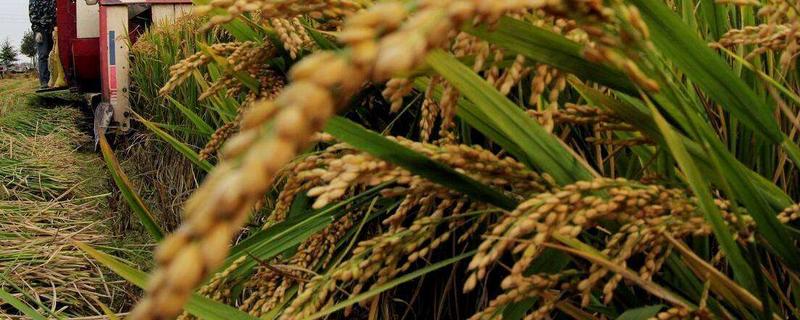 马里水稻产量低的原因，马里水稻适合哪些地区种植