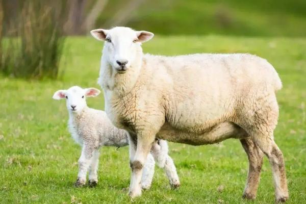 母羊产后没精神不吃食不反刍，是什么原因导致的，怎么处理