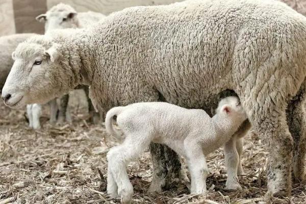母羊产后没精神不吃食不反刍，是什么原因导致的，怎么处理