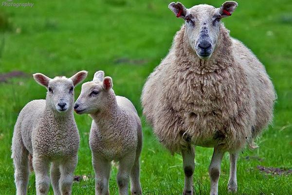 绵羊怀孕几个月生产，绵羊怀孕多久能有奶包