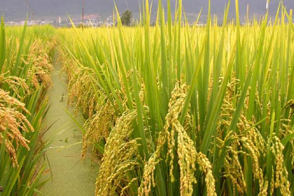 粳稻适宜的种植海拔上限是多少，粳稻和籼稻有什么区别