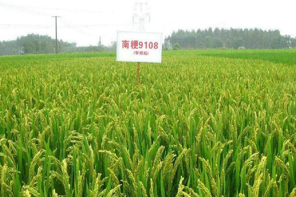 粳稻适宜的种植海拔上限是多少，粳稻和籼稻有什么区别