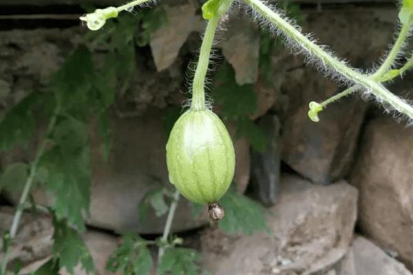 西瓜最适宜的温度是多少，西瓜种植用什么肥料
