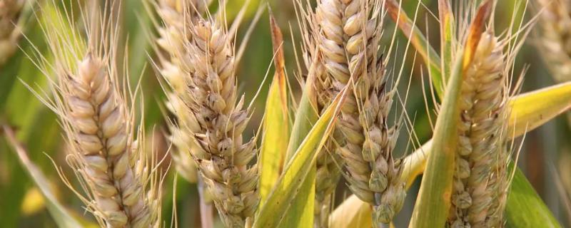 防治小麦赤霉病农药最佳配方，是什么原因导致的