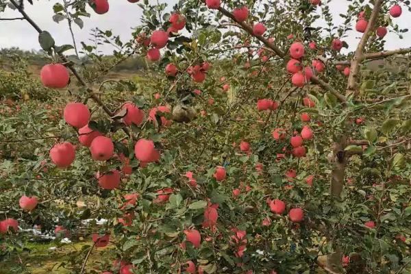 在海拔高一点的地方种出来的苹果有什么特点，苹果树几年可以挂果
