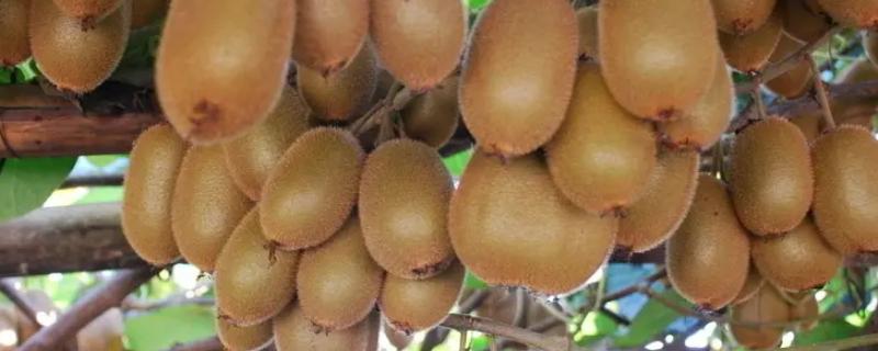 猕猴桃种植阶段，猕猴桃种植几年可以结果