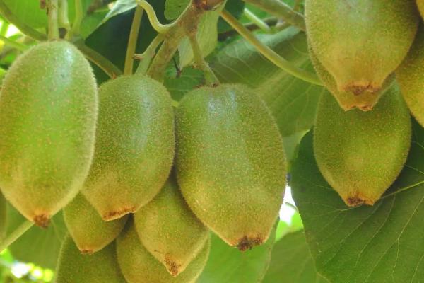 猕猴桃种植阶段，猕猴桃种植几年可以结果