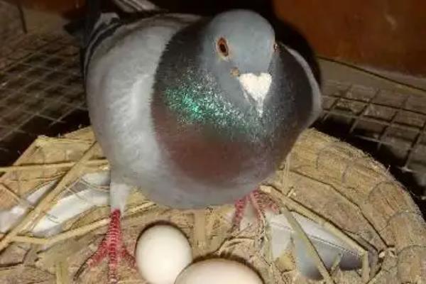 鸽子为什么自己把蛋弄烂，鸽子多大开始产蛋
