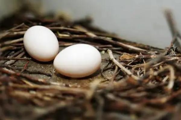 鸽子为什么自己把蛋弄烂，鸽子多大开始产蛋