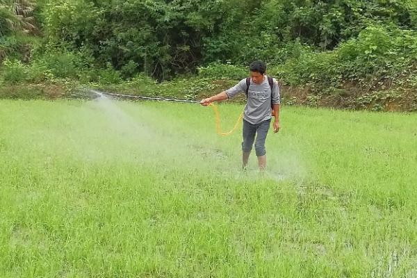 小麦春天打除草剂最佳条件，打除草剂多久下雨不影响效果