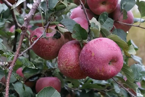 在海拔高一点的地方种出来的苹果有什么特点，苹果树几年可以挂果