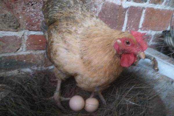 母鸡不下蛋怎么办，母鸡下蛋能下几年