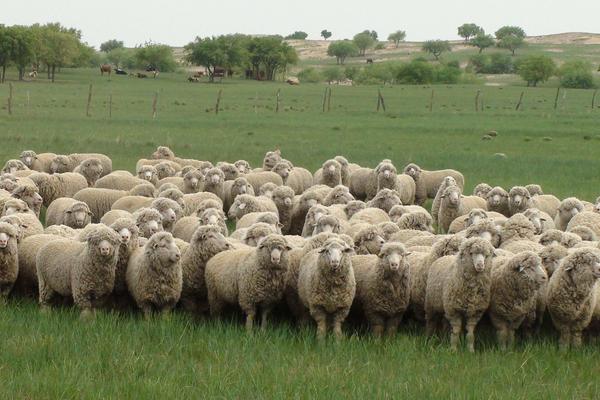 粗放牧羊带适合放牧的品种，粗放牧羊带是什么意思