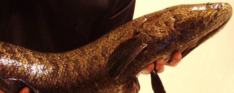 黑鱼最大能长多少斤，黑鱼与鲶鱼有什么区别