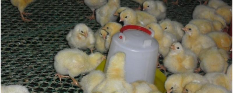 小鸡可以喝水吗，小鸡出壳后多久可以喂食