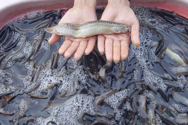 买回来的泥鳅在家怎么养活，泥鳅野生的和养殖的如何区分
