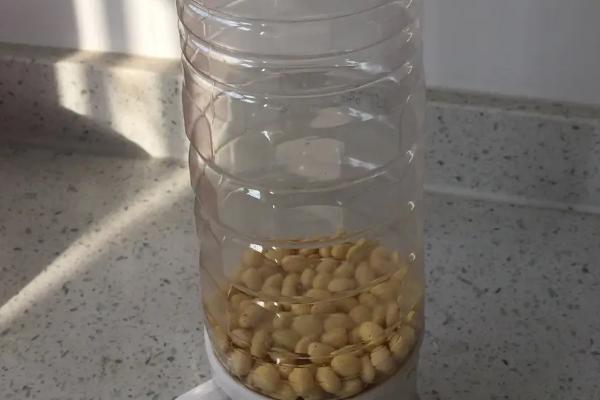 豆子煮熟后怎样发酵才能当肥料，可以当花肥吗