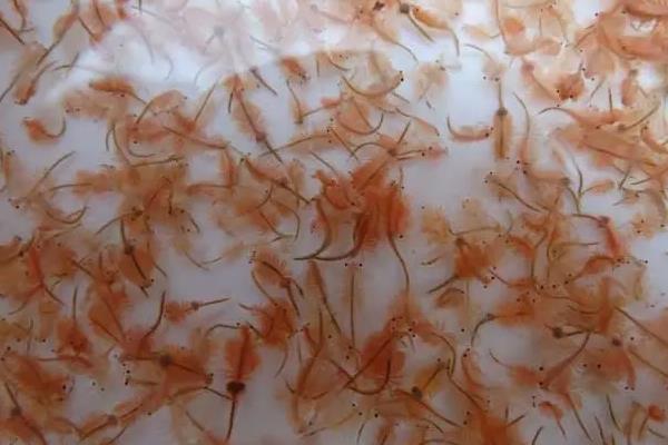 丰年虾孵化超过36小时会死吗，丰年虾孵化完怎么保存