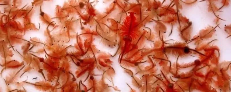 丰年虾孵化超过36小时会死吗，丰年虾孵化完怎么保存