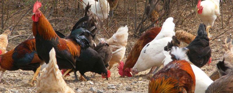 鸡啄鸡最有效的土方法，鸡啄鸡是什么原因