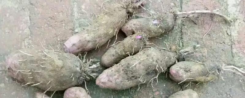 脚板薯怎么种植