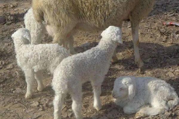 母羊一胎多羔的方法，母羊产羔前有什么征兆