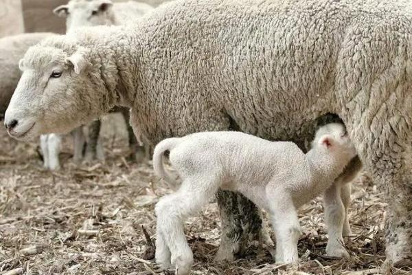 母羊一胎多羔的方法，母羊产羔前有什么征兆